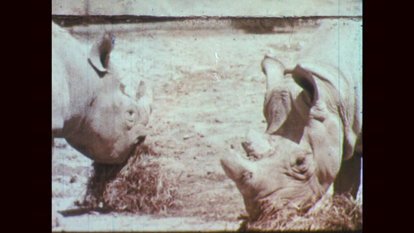 1950s Two Rhinoceros Eat Grass Crowd | Editorial Video | 10936383a