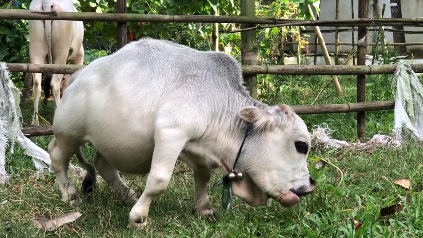 Dwarf Cow Named Rani Pictured Farm | Editorial Video | 12224301c ...