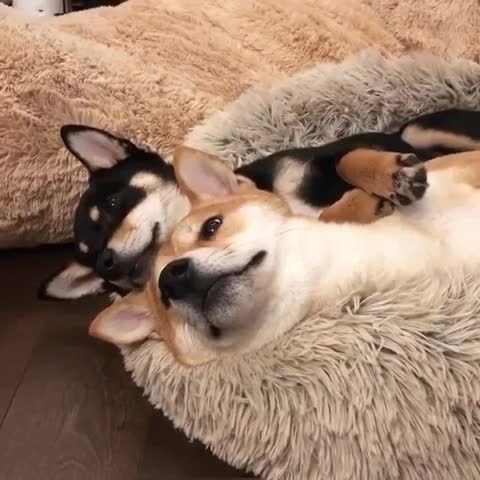 Brown Black Shiba Inu Cuddle Sleep | Editorial Video | 12303785a