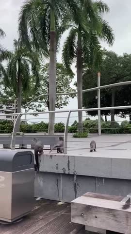 Having Normal Walk Marina Bay Sands, Editorial Video, 12721845a