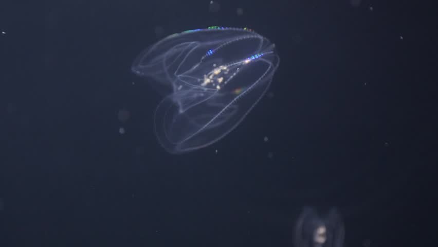 Footage Shows Comb Jellies Bolinopsis Mikado | Editorial Video ...