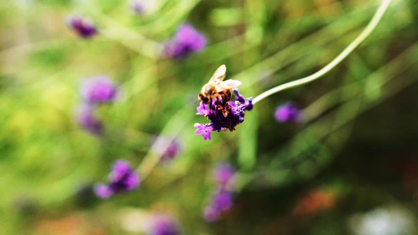 Bees foraging on lavender, Warsaw, Poland - 07 Aug 2023 Redakční Stock video